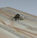 Nematodai Juodojo pjovėjo SUAUGĖLIUI PADĖKLIUKE MAXI pakuotė 5 vnt (kaina nurodyta 1 vnt)